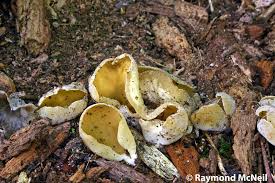 Attēlu rezultāti vaicājumam “Sowerbyella radiculata”