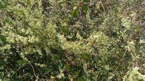 Attēlu rezultāti vaicājumam “Fallopia dumetorum”