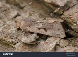 Attēlu rezultāti vaicājumam “Orthosia gothica”