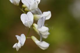 Attēlu rezultāti vaicājumam “Vicia sylvatica flower”