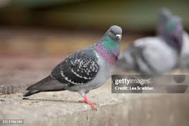 Attēlu rezultāti vaicājumam “Columba livia f. domestica adult”