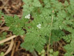 Attēlu rezultāti vaicājumam “Anthriscus”