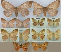 Attēlu rezultāti vaicājumam “Saturniidae”