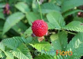 Attēlu rezultāti vaicājumam “Rubus illecebrosus”