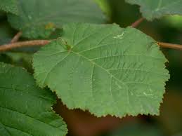 Attēlu rezultāti vaicājumam “Corylus colurna”