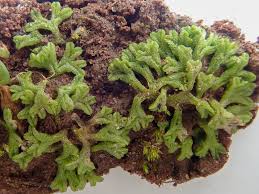 Attēlu rezultāti vaicājumam “Riccia rhenana”