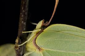 Attēlu rezultāti vaicājumam “Gonepteryx rhamni female”