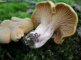 Attēlu rezultāti vaicājumam “Cantharellus cibarius”