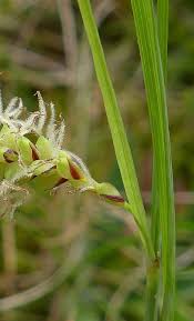Attēlu rezultāti vaicājumam “Carex hirta female flower”