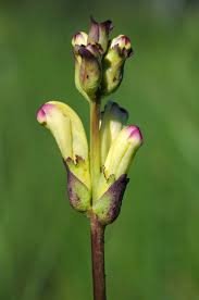 Attēlu rezultāti vaicājumam “Pedicularis sceptrum-carolinum flower”