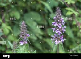 Attēlu rezultāti vaicājumam “Stachys palustris leaf”