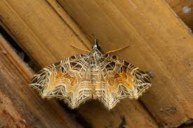 Attēlu rezultāti vaicājumam “Pseudeustrotia candidula”