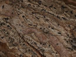 Attēlu rezultāti vaicājumam “Arthonia spadicea”