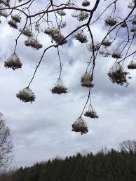Attēlu rezultāti vaicājumam “Kalopanax septemlobus fruit”