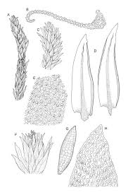 Attēlu rezultāti vaicājumam “Aulacomnium”