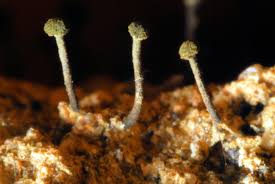 Attēlu rezultāti vaicājumam “Microcalicium disseminatum”