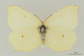 Attēlu rezultāti vaicājumam “Gonepteryx rhamni male”