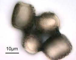 Attēlu rezultāti vaicājumam “Pucciniastrum areolatum”