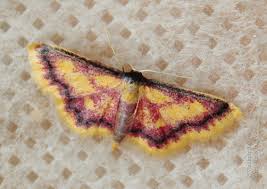 Attēlu rezultāti vaicājumam “Idaea muricata”