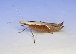 Attēlu rezultāti vaicājumam “Ypsolopha dentella”