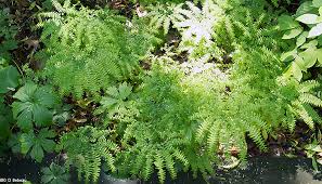 Attēlu rezultāti vaicājumam “Diderma radiatum young”