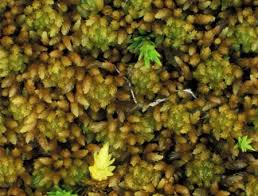 Attēlu rezultāti vaicājumam “Sphagnum teres”