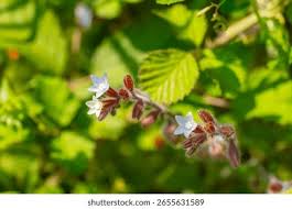 Attēlu rezultāti vaicājumam “Myosotis ramosissima flower”