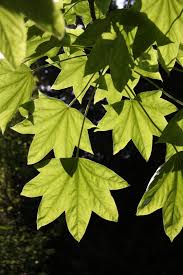 Attēlu rezultāti vaicājumam “Kalopanax septemlobus fruit”