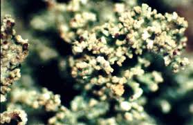 Attēlu rezultāti vaicājumam “Cladonia parasitica”