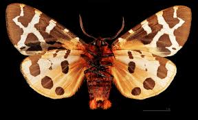 Attēlu rezultāti vaicājumam “Arctia caja”