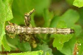 Attēlu rezultāti vaicājumam “Rhynocoris annulatus nymph”