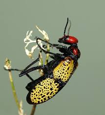 Attēlu rezultāti vaicājumam “Meloe sp. imago”