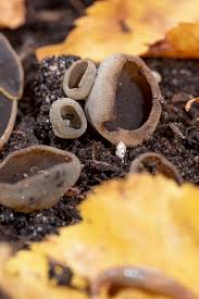 Attēlu rezultāti vaicājumam “Ionomidotis irregularis”