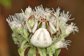Image result for crab spider