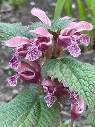 Attēlu rezultāti vaicājumam “Lamium purpureum flower”