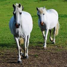 Image result for Palmers Riding Stables