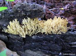 Attēlu rezultāti vaicājumam “Lentaria”