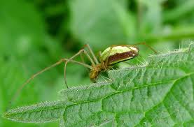 Attēlu rezultāti vaicājumam “Tetragnatha extensa”