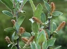 Attēlu rezultāti vaicājumam “Salix lapponum leaf”