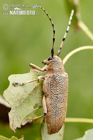 Attēlu rezultāti vaicājumam “Saperda carcharias”