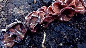 Attēlu rezultāti vaicājumam “Exidia glandulosa”