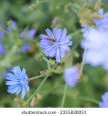 Image result for Zichorie