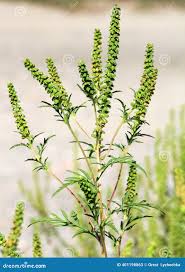 Attēlu rezultāti vaicājumam “Ambrosia artemisiifolia”