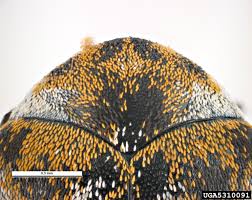 Attēlu rezultāti vaicājumam “Anthrenus verbasci”