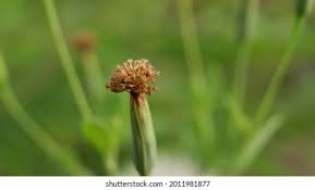 Attēlu rezultāti vaicājumam “Trollius europaeus fruit”