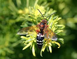 Image result for East Kilbride Wasps