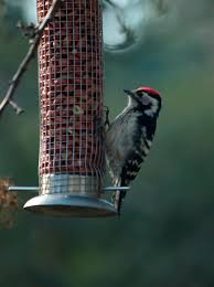 Attēlu rezultāti vaicājumam “Dendrocopos minor”