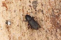 Attēlu rezultāti vaicājumam “Hylastes sp.”