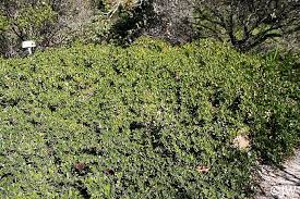 Attēlu rezultāti vaicājumam “Exobasidium uvae-ursi”