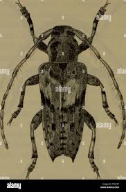 Attēlu rezultāti vaicājumam “Pogonocherus hispidulus”